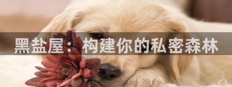 狗子28传媒